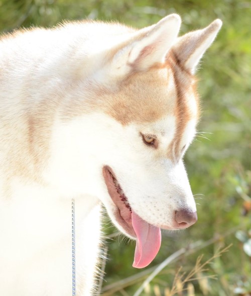 Husky Siberiano Akira