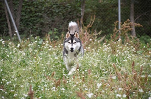 Husky Siberiano corriendo