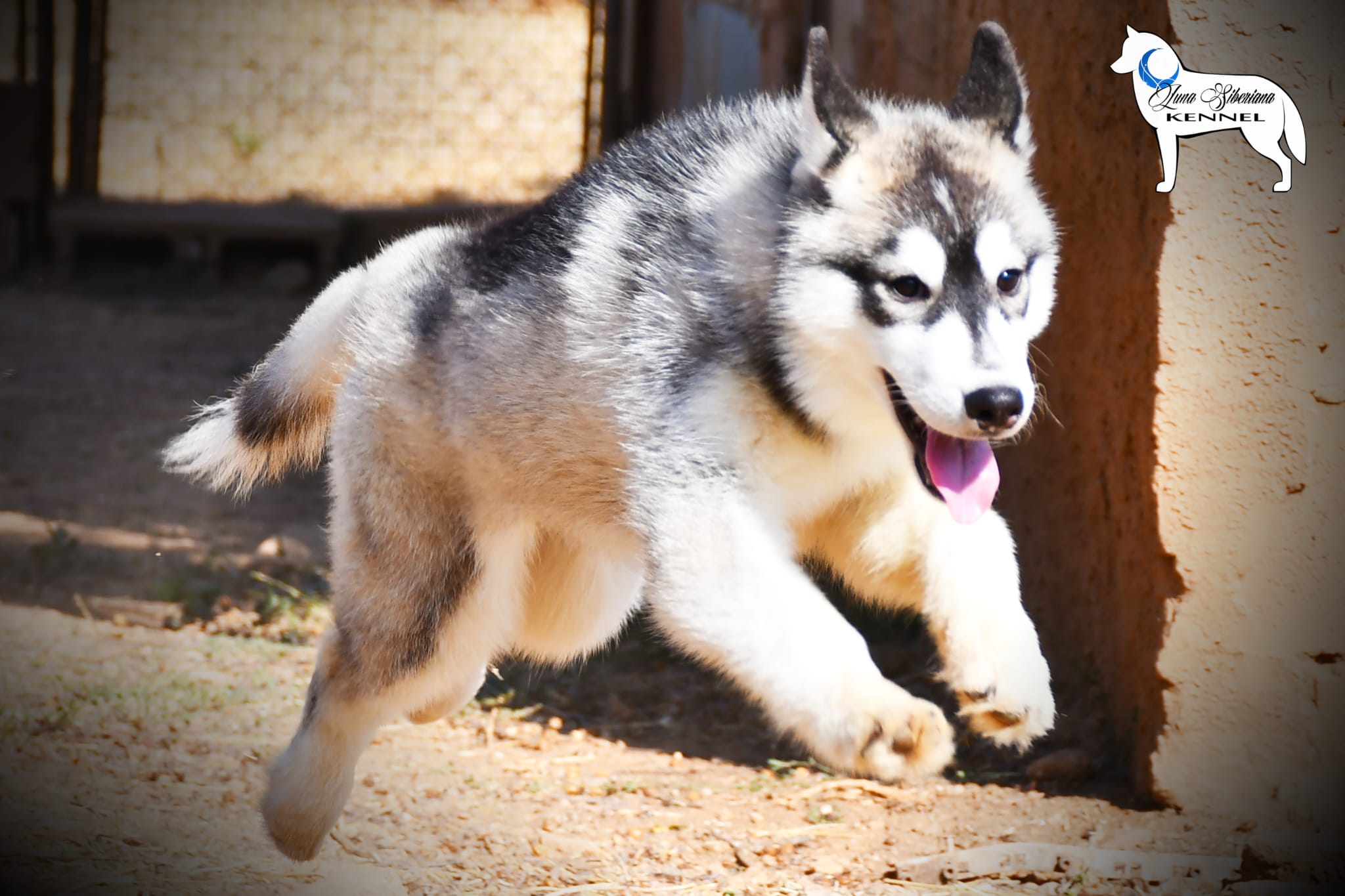 Cachorro Siberian Husky disponible