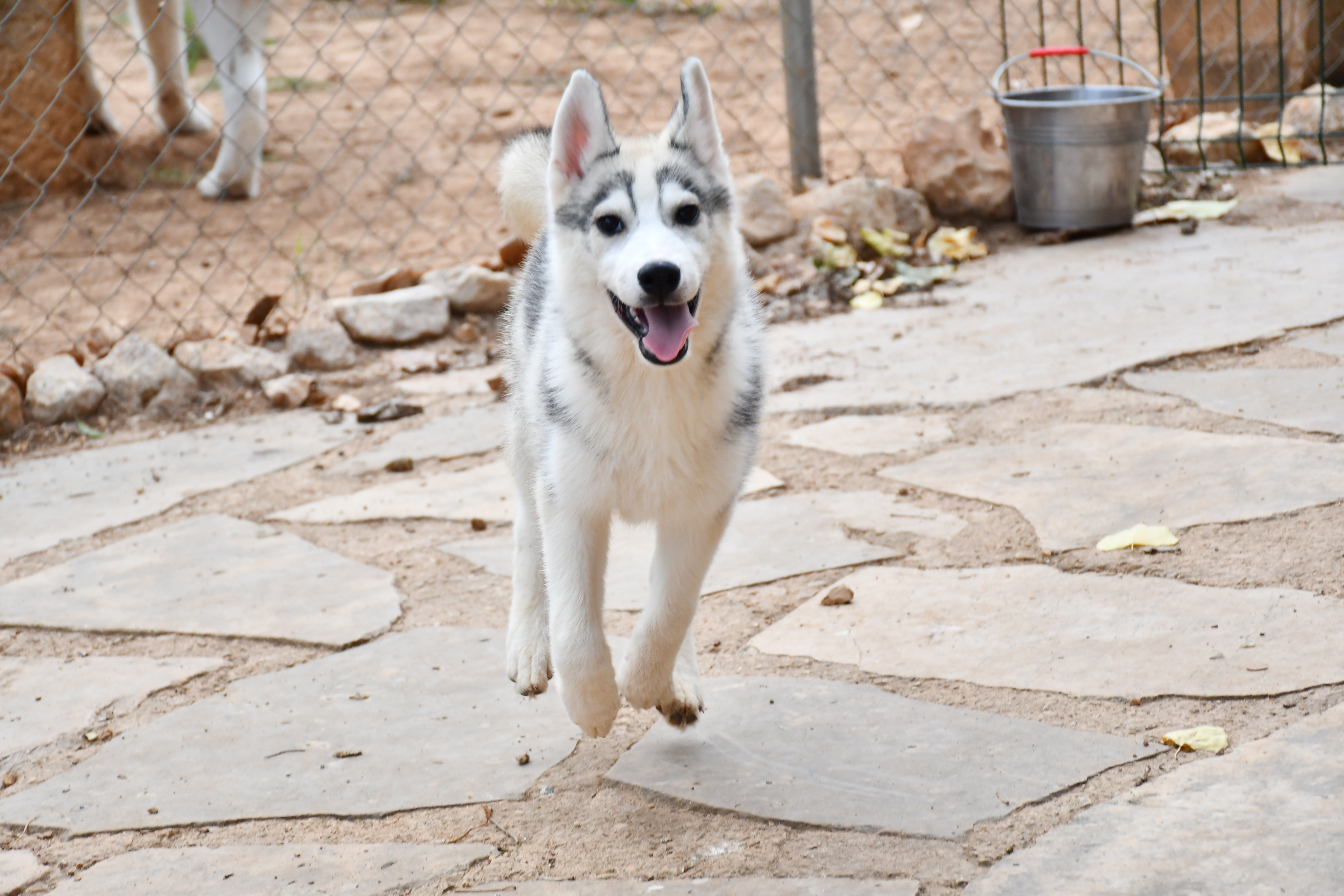 Cachorro Siberian Husky adoptado
