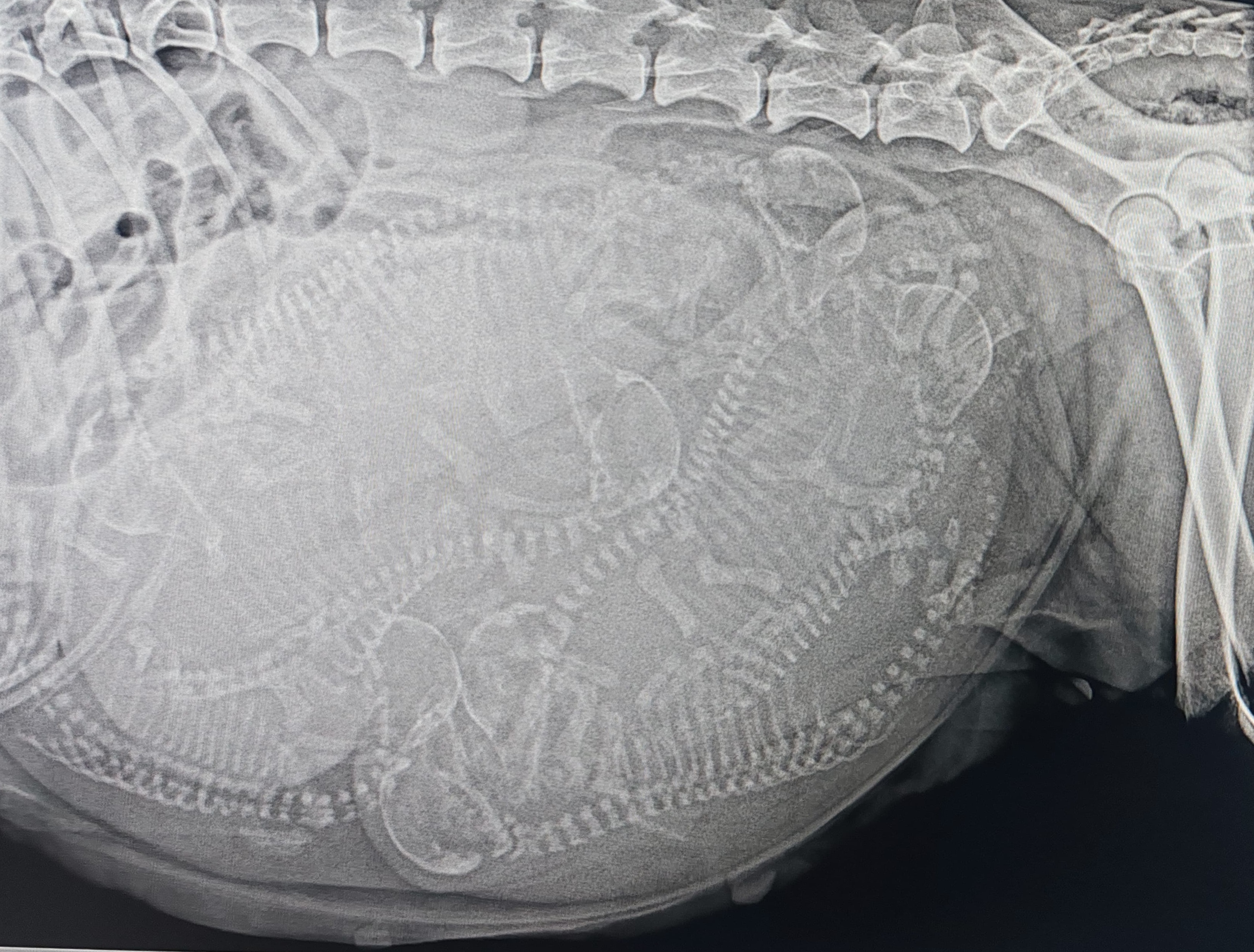 Planificación de camada Siberian Husky