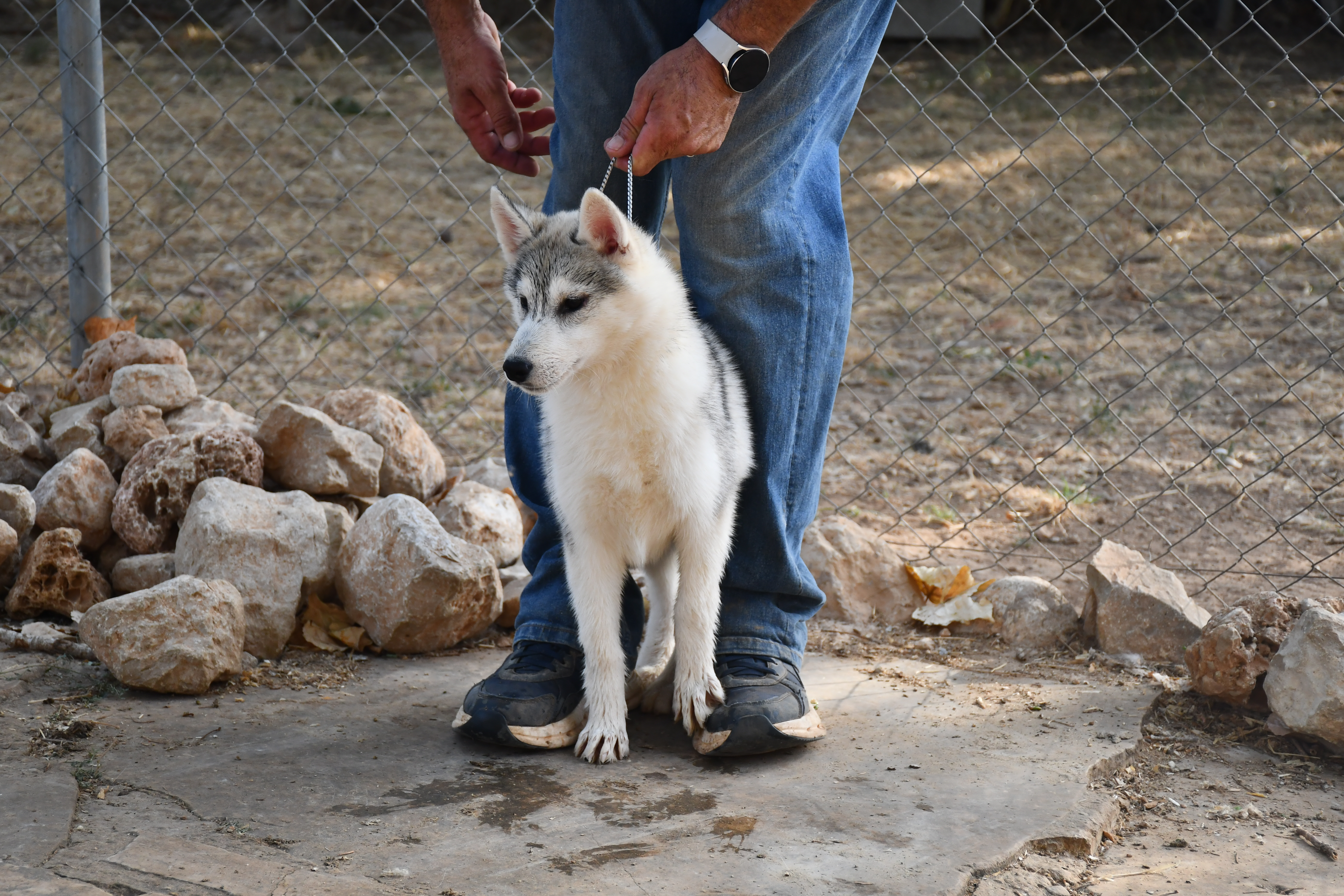 Cachorro Siberian Husky en adopción