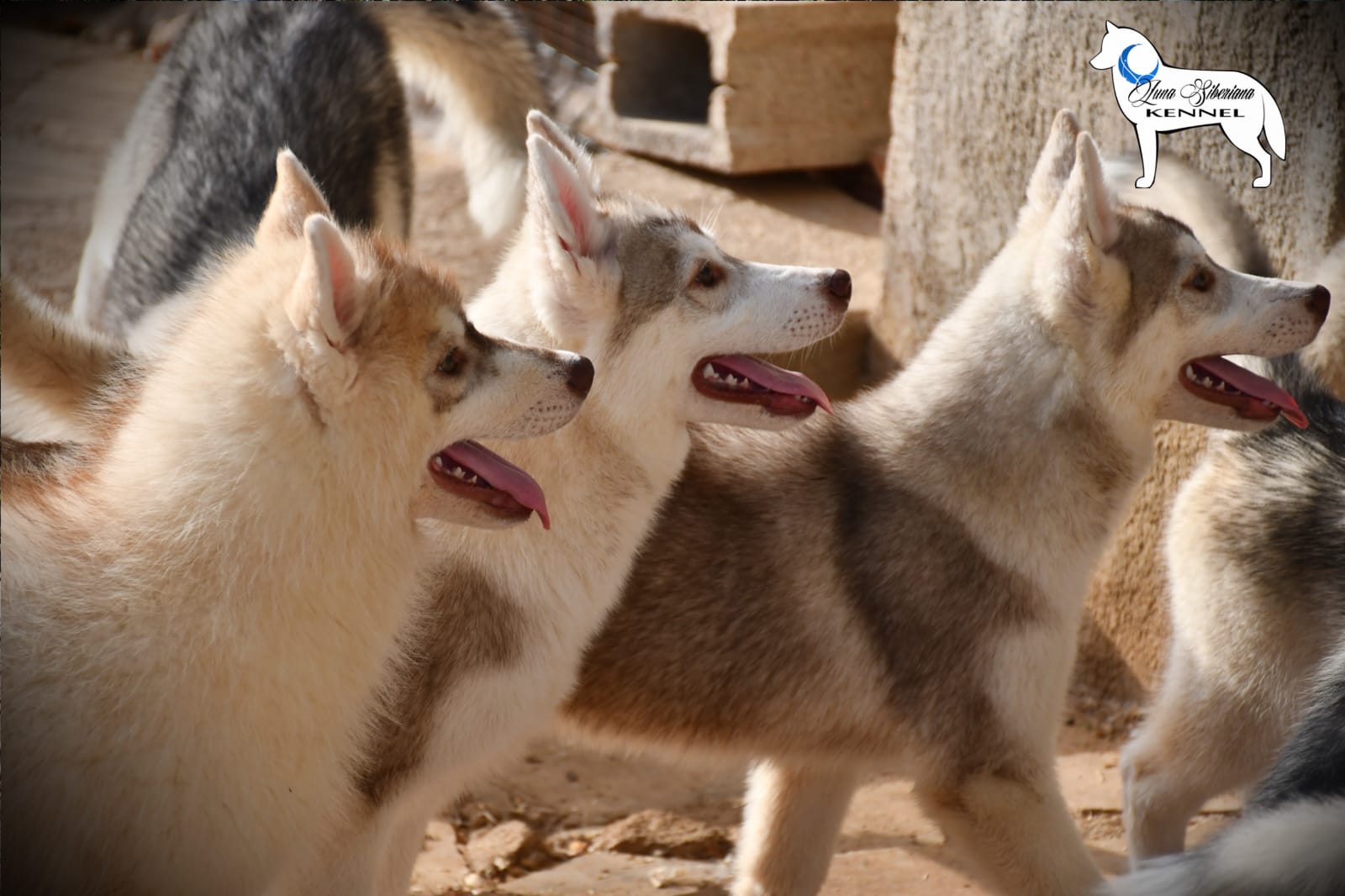 Entrega de cachorro Siberian Husky
