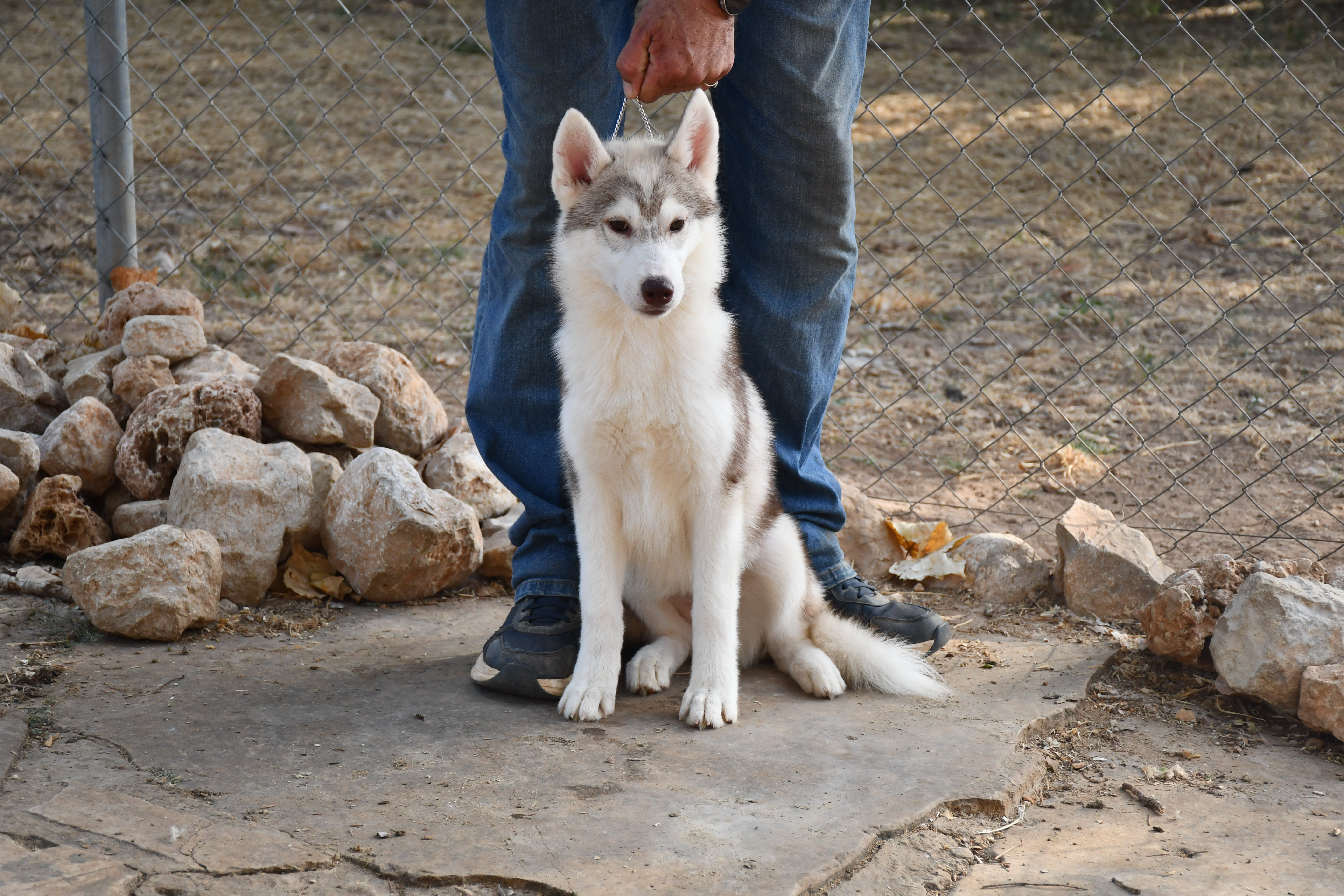 Cachorro Siberian Husky en adopción