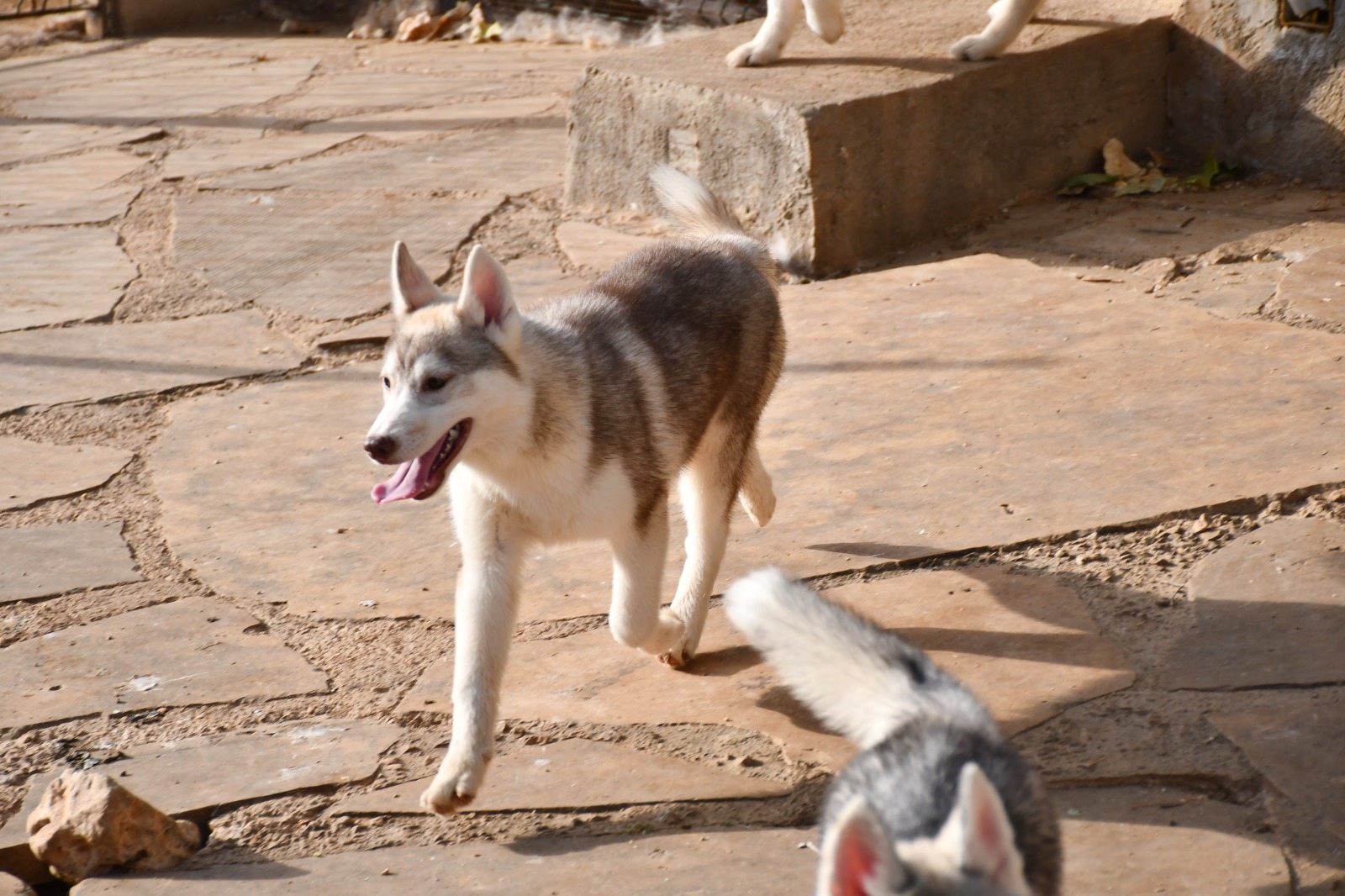 Cachorro Siberian Husky en adopción