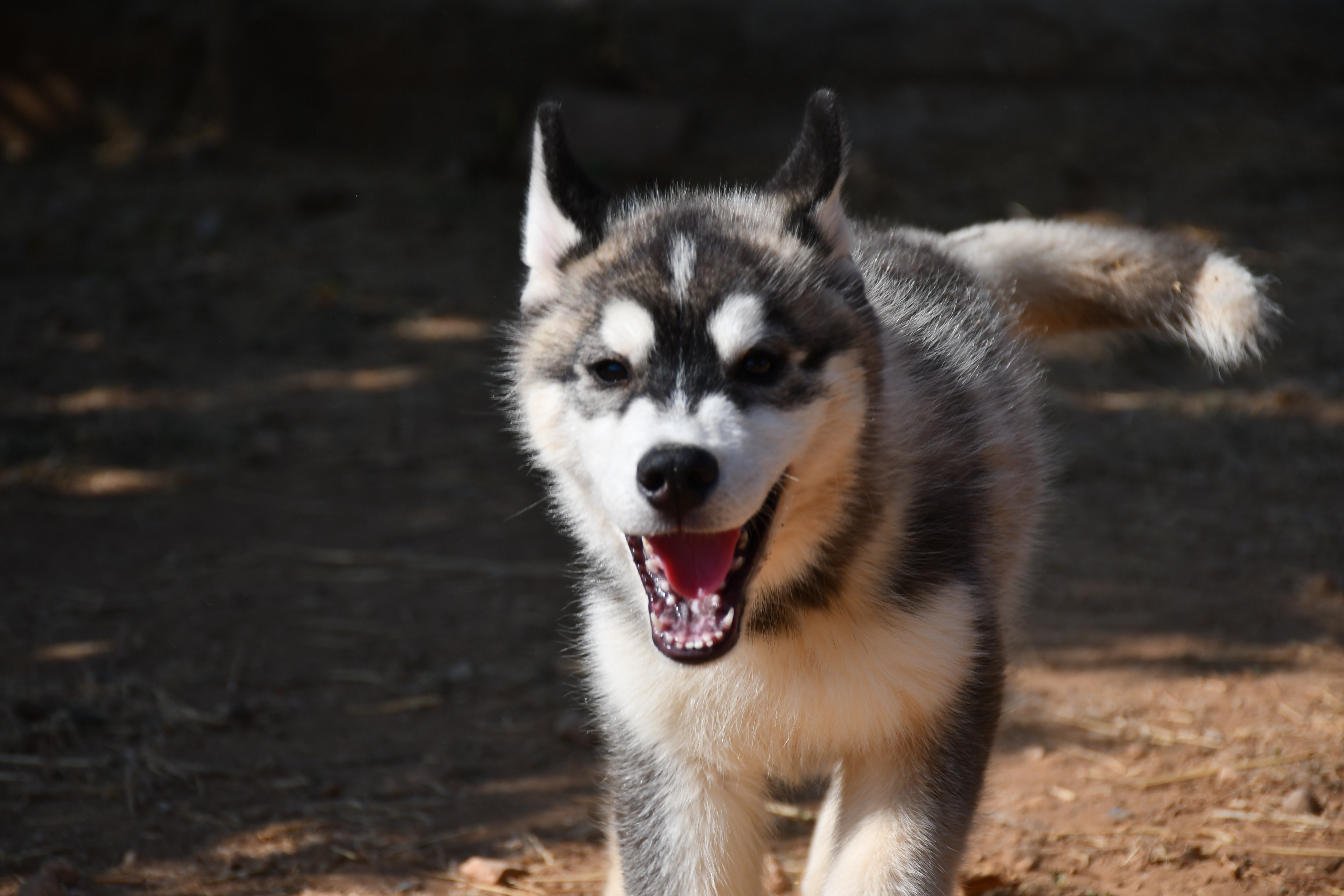 Cachorro Siberian Husky en venta