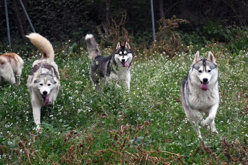Manada de Huskys Siberianos