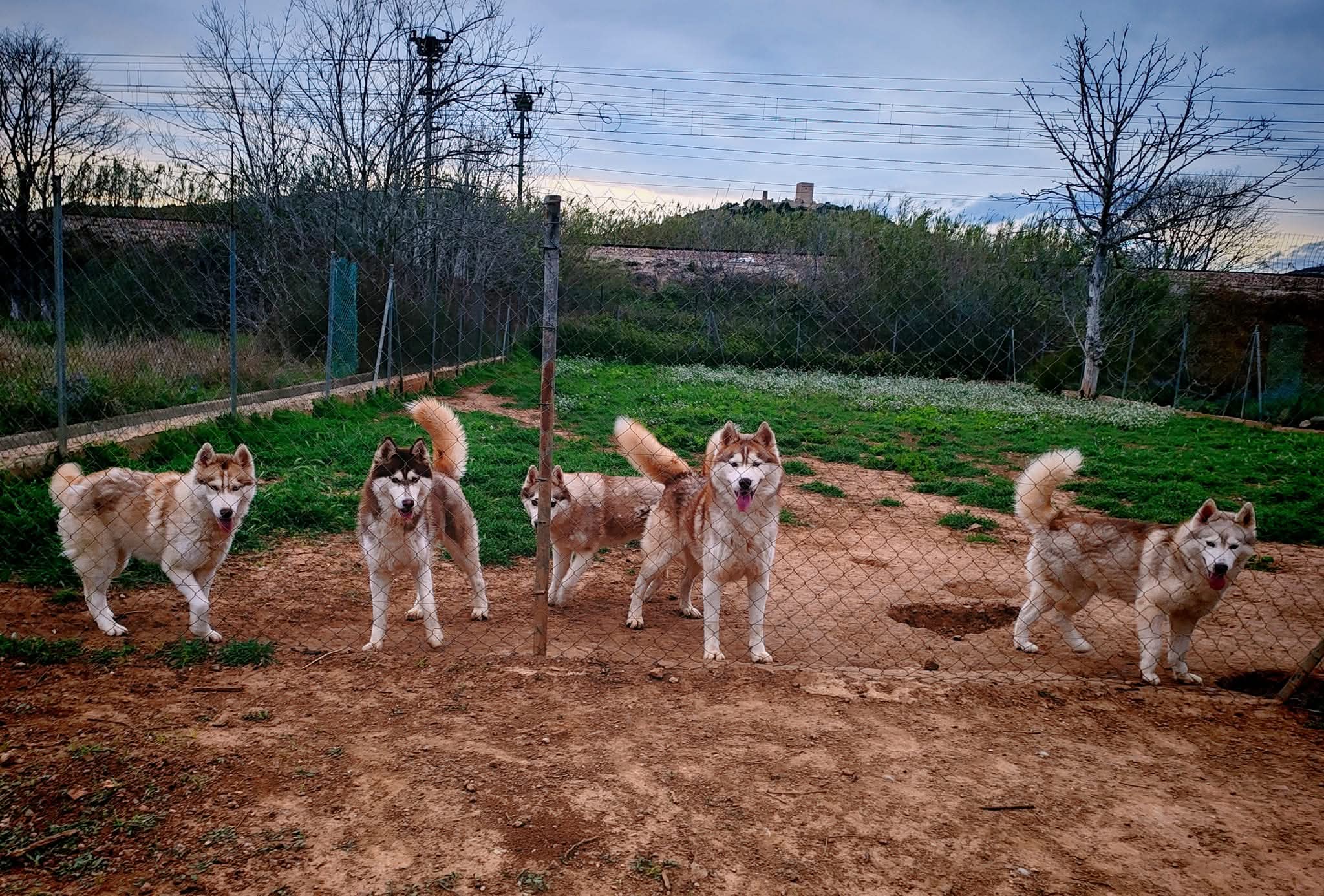 Programa de Preservación Luna Siberiana