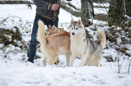 Husky Siberiano en la nieve