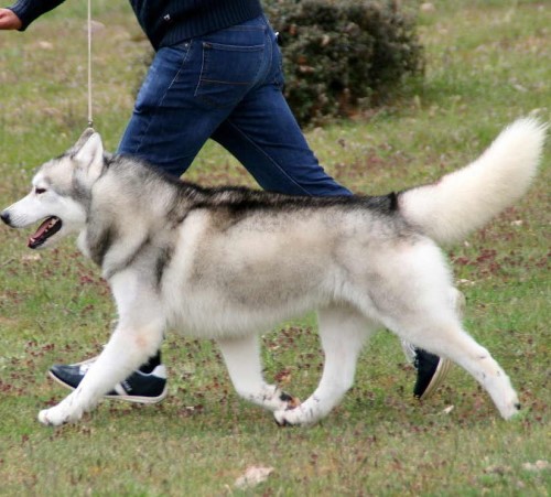 Husky Siberiano